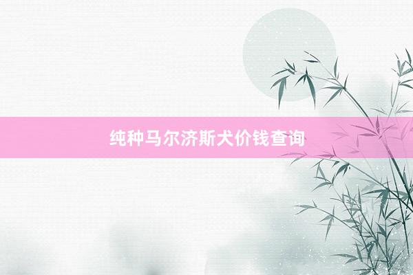 纯种马尔济斯犬价钱查询